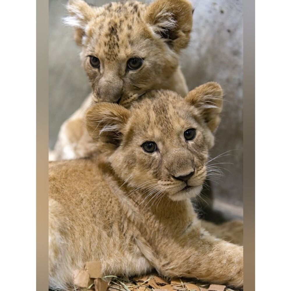 Custom Fridge Magnet Lion Cubs Home Kitchen Decor